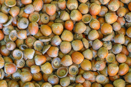 texture, background made of multiple acorns - stock photoの写真素材