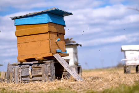 Bee ulii standing in field