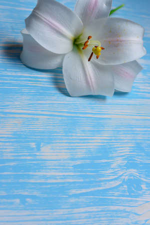 Lilies on the tableの写真素材