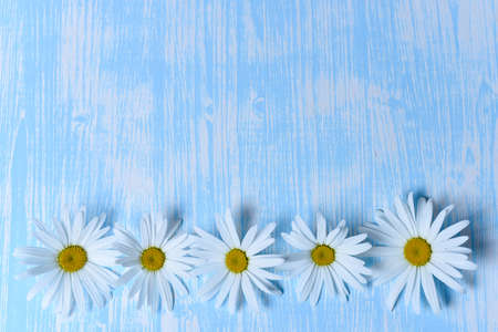 Daisies on the table
