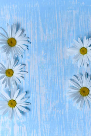 Daisies on the tableの写真素材