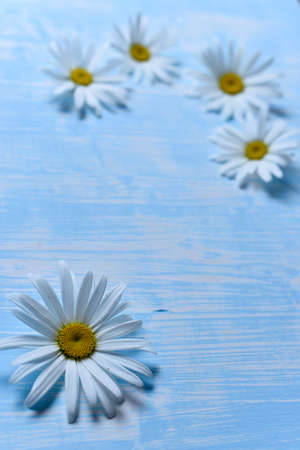 Daisies on the tableの写真素材