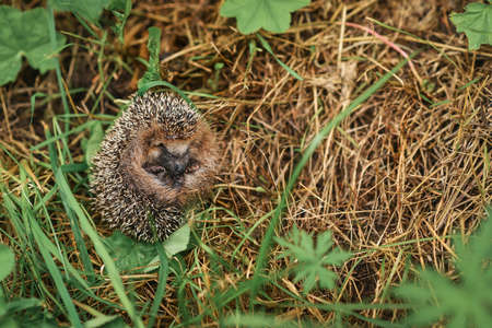 Hedgehog sitting in the grassの写真素材
