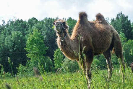 Camel walking in the fieldの写真素材