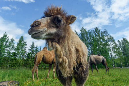 Camel walking in the fieldの写真素材