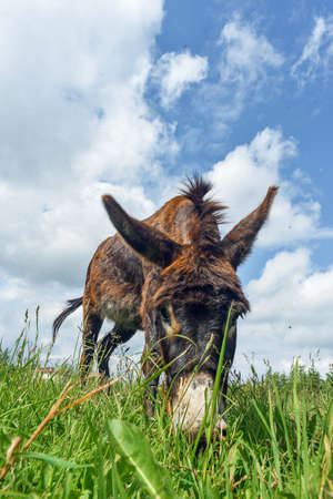 Donkey grazing in field dayの写真素材