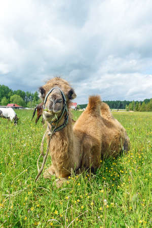Camel walking in the fieldの写真素材
