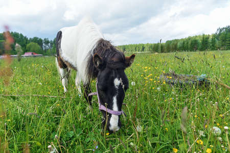 Pony grazing in field dayの写真素材
