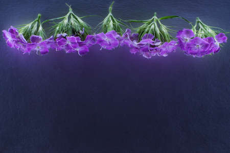 Composition of flowers in neon light