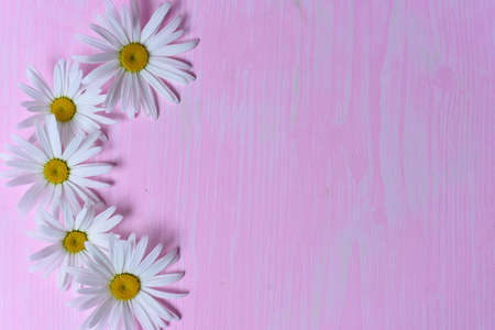 Daisies on the tableの写真素材