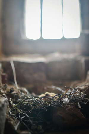 Little Chicks in the nestの写真素材