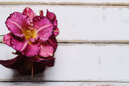 The flowers on the tableの写真素材