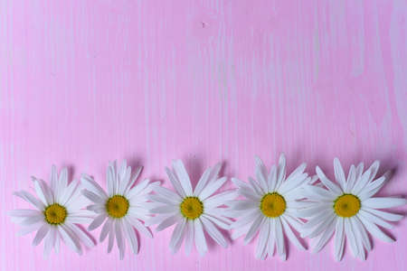 Daisies on the tableの写真素材