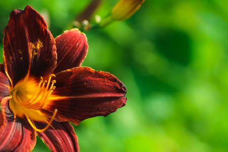 Beautiful Flower in the gardenの写真素材