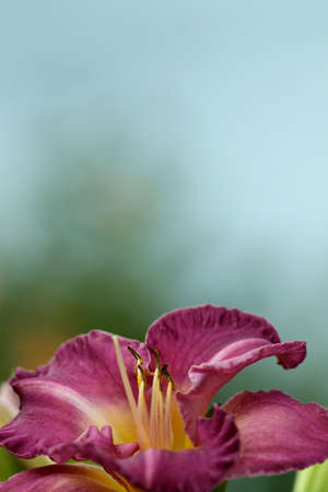 Beautiful Flower in the gardenの写真素材