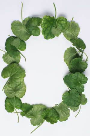 Frame of flowers on the tableの写真素材