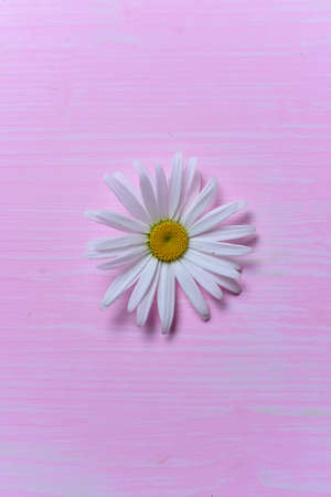 Daisies on the tableの写真素材