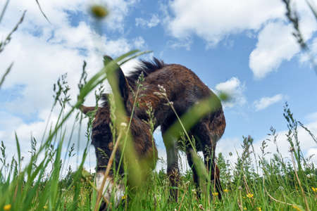 Donkey grazing in field day