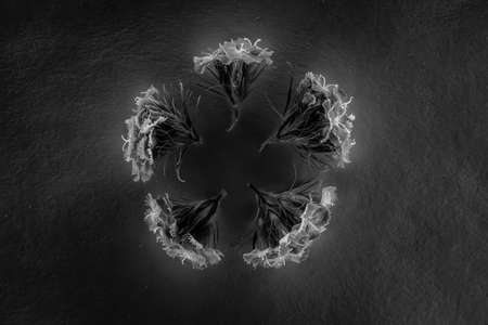 Composition of flowers in neon lightの写真素材