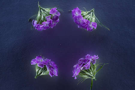 Composition of flowers in neon light