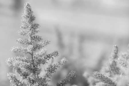 Flowers in the garden by dayの写真素材