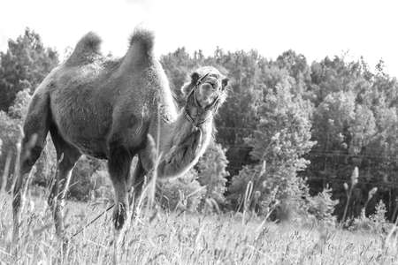 Camel walking in the fieldの写真素材