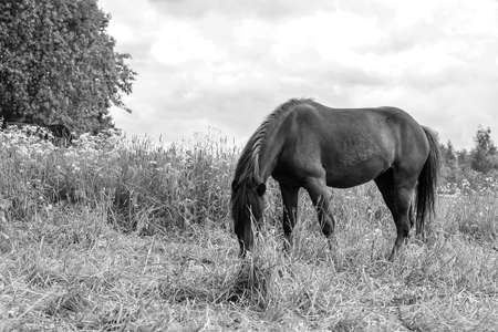 Horse grazing in field dayの写真素材