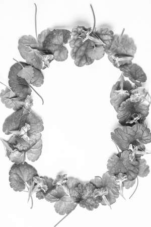 frame of green leaves  black and white posterの写真素材