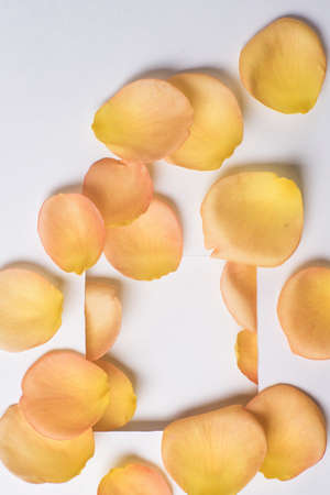 background of orange rose petals on a tableの写真素材