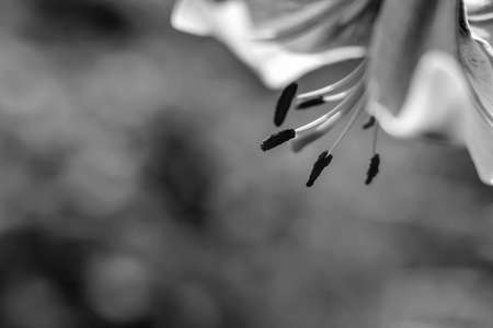 Flowers in the garden by dayの写真素材