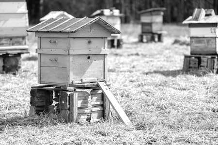 Bee hive standing in field in summer black and white posterの写真素材