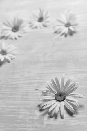 Chamomile on a wooden tableの写真素材