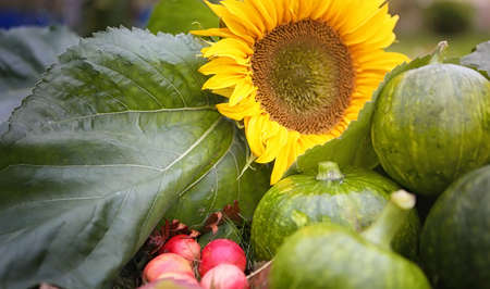 Harvest of agricultural crops sunflowers pumpkin and apples with grapesの写真素材
