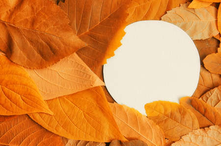 Background of yellow leaves with a paper form