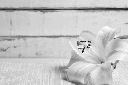 large lilies on a wooden table black and white posterの写真素材
