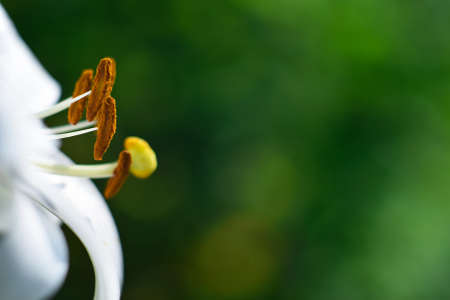 Beautiful Flower in the garden in the summerの写真素材