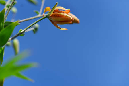 Beautiful Flower in the garden in the summerの写真素材