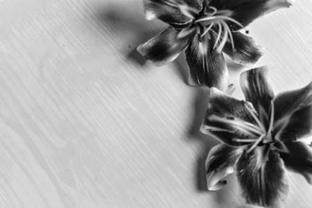 large lilies on a wooden table black and white posterの写真素材