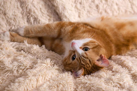 Red cat lying on the bed at homeの写真素材