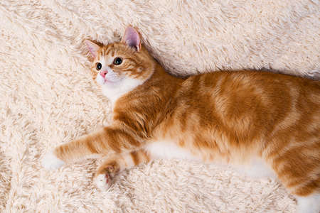 Red cat lying on the bed at homeの写真素材