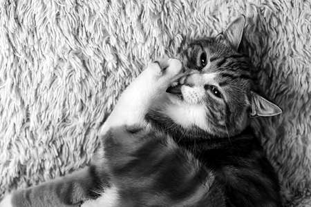 Cat lying on bed at home black and white posterの写真素材