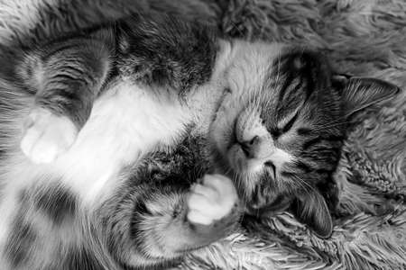 Cat lying on bed at home black and white poster