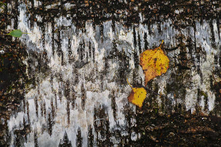 The leaves in the autumn Park dayの写真素材