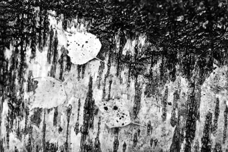 The leaves in the autumn Park black and white posterの写真素材