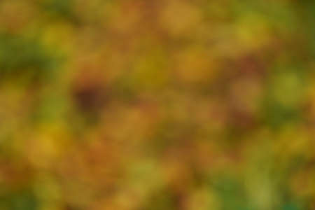 The leaves in the autumn Park day- blurredの写真素材