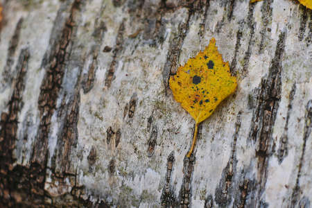 The leaves in the autumn Park dayの写真素材