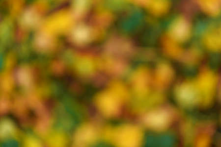 The leaves in the autumn Park dayの写真素材