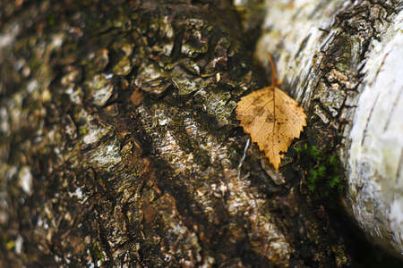 The leaves in the autumn Park dayの写真素材