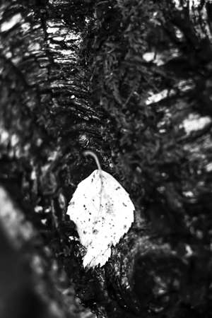 The leaves in the autumn Park. Autumn forest is beautiful. Yelloの写真素材