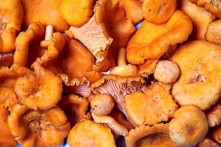 mushrooms are on the table by the handfulの写真素材